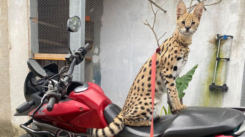 Entre as raças mais atléticas está o Savannah, popularmente conhecido por ser o gato mais caro do mundo / Reprodução/Instagram