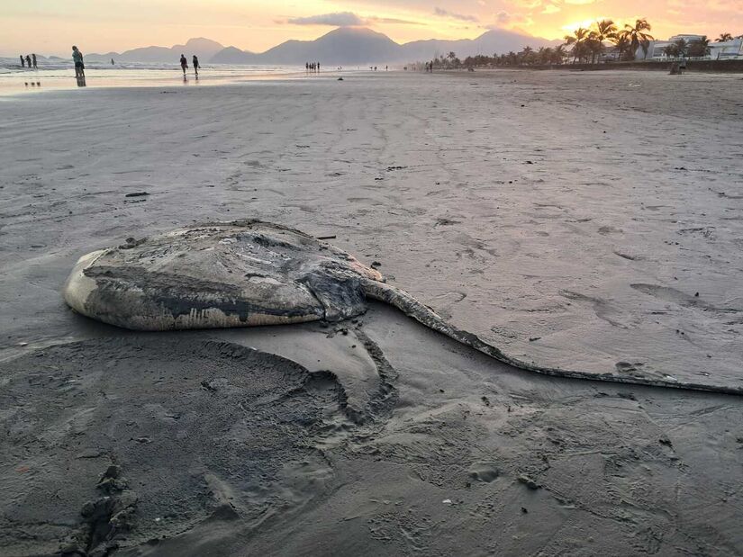 Suspeita &eacute; de que se trate de uma arraia-manteiga, comum no litoral brasileiro /M&aacute;rcio Ribeiro