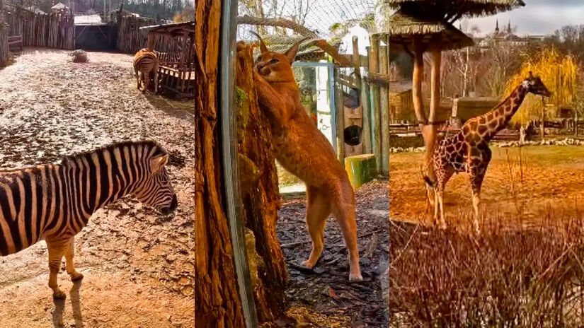 O zoológico utiliza o próprio relevo natural, como paredões de pedra e cursos d'água, para separar os animais dos visitantes, reduzindo o uso de grades e jaulas tradicionais. Reprodução/Youtube