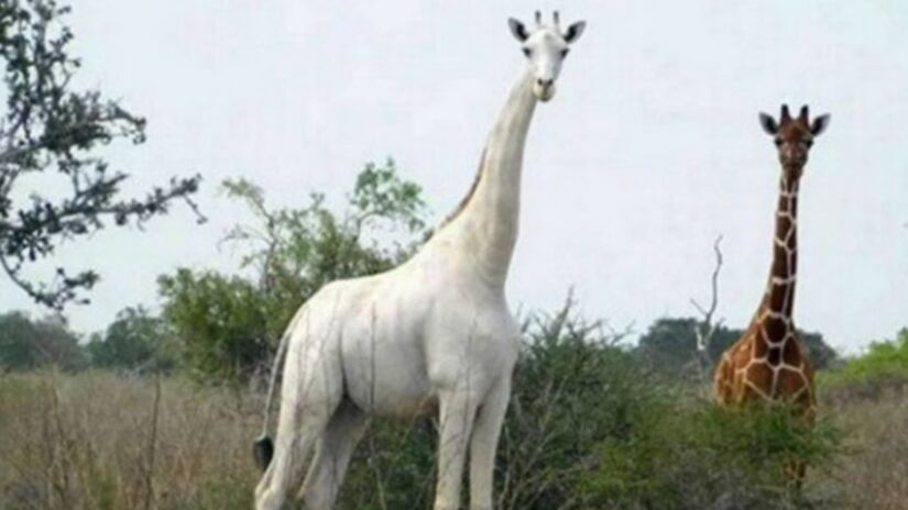Divulgação/Hirola Community Conservancy