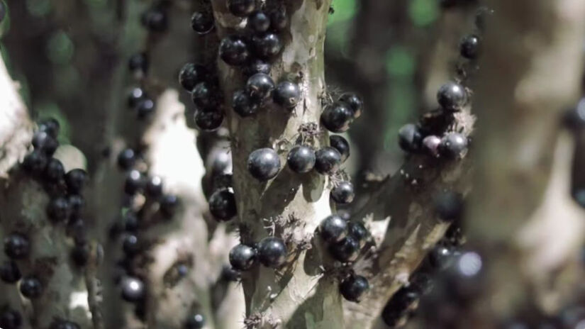 A marca já ultrapassou fronteiras nacionais, com parte dos fermentados sendo exportada / Reprodução/YouTube