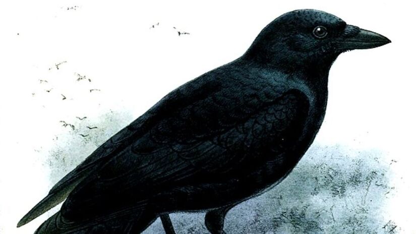 Wikimedia Commons/John Gerrard Keulemans

