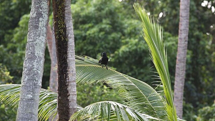 Pesquisadores investigam se o animal aprende por tentativa e erro ou se cria representações mentais para resolver problemas complexos. Wikimedia Commons/Lennart Hudel