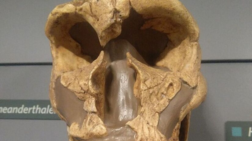 Descobertas de crânios e artefatos ampliam o debate científico sobre a capacidade cognitiva e tecnológica dos primeiros humanos. Wikimedia Commons/Rohitjahnavi