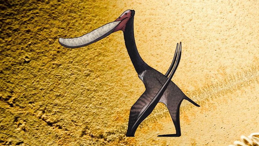 A ilustração apresenta uma reconstrução artística e científica do Pterodaustro, pterossauro aparentado a espécies conhecidas da Formação Romualdo. A imagem busca representar, de forma especulativa, o comportamento, a anatomia e o ambiente em que esses animais teriam vivido, com base em evidências fósseis e estudos comparativos / Connor Ashbridge/Wikimedia Commons