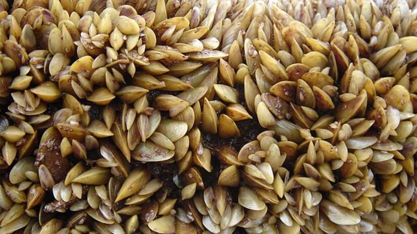 O mexilhão dourado, espécie invasora originária do sul asiático, já se espalha por águas brasileiras e preocupa especialistas ambientais. Wikimedia Commons/Boltovskoy

