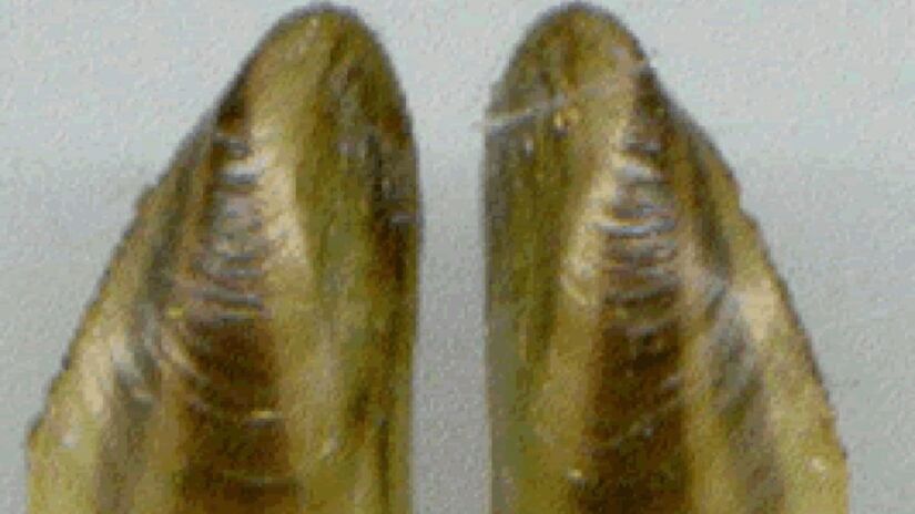 A presença do molusco obriga manutenções frequentes e reforça o alerta sobre os riscos ambientais e econômicos das espécies exóticas no Brasil. Wikimedia Commons/IEAPM

