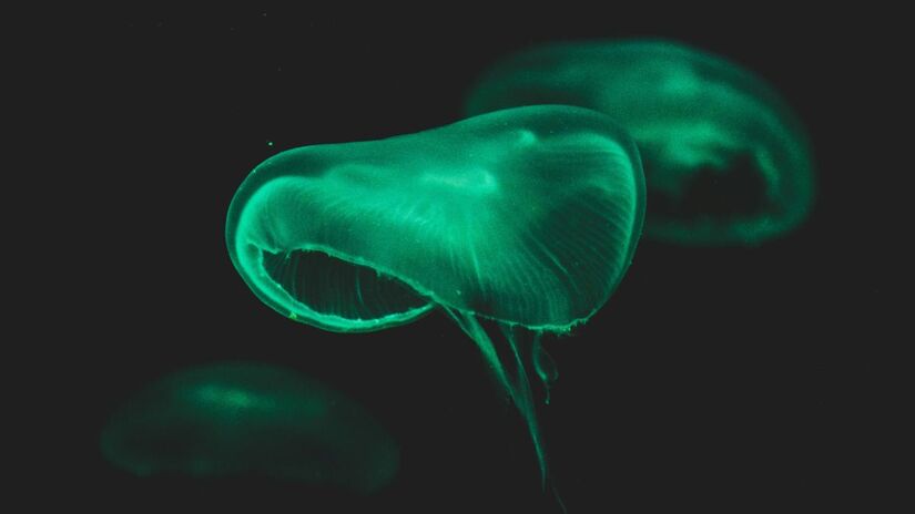 Dependendo do habitat e da necessidade, a bioluminescência pode apresentar tons azulados ou esverdeados, com intensidades ajustáveis. Unsplash/Smit Patel
