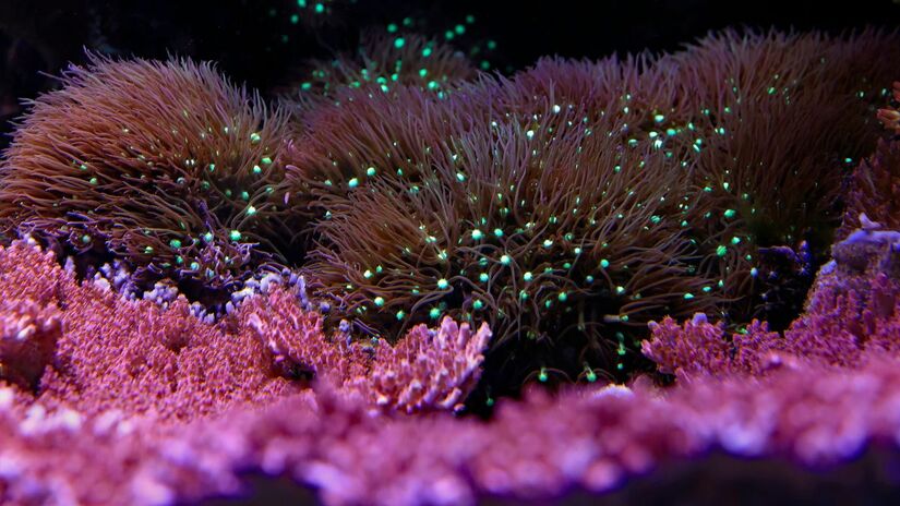 Embora muito associado ao fundo do mar, a bioluminescência também está presente em vaga-lumes, fungos e bactérias, revelando a eficiência desse mecanismo na natureza. Unsplash/David Clode