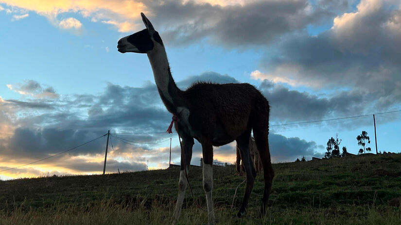 Isabella Fernandes/DL