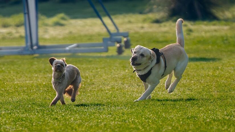 Apesar de serem animais diferentes, os cães também registram momentos como esse, só que as justificativas são distintas em relação aos gatos (Ar kay/Pexels)