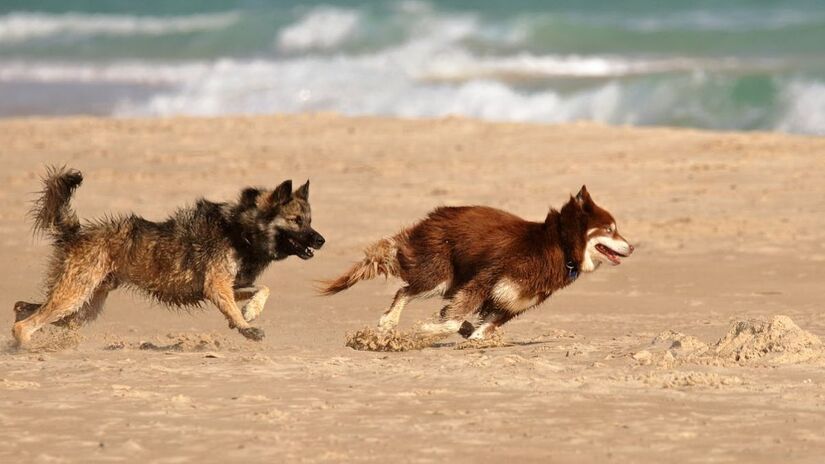 No caso dos cães, essas ações costumam a acontecer depois dos banhos e de longos períodos de espera como uma consulta veterinária ou viagem (Lior Binyamini/Pexels)