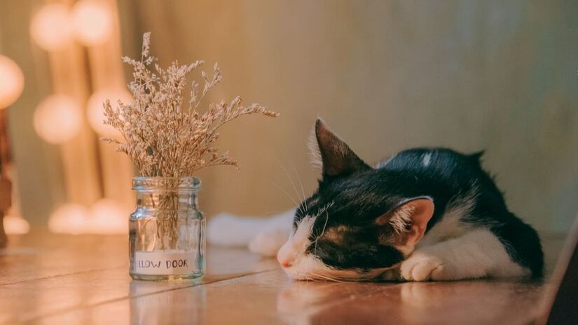 Ao respirar esses odores, o cérebro do gato os interpreta como um estímulo intensamente recompensador, como se funcionasse como uma droga saudável para emoções primitivas (Min An/Pexels)