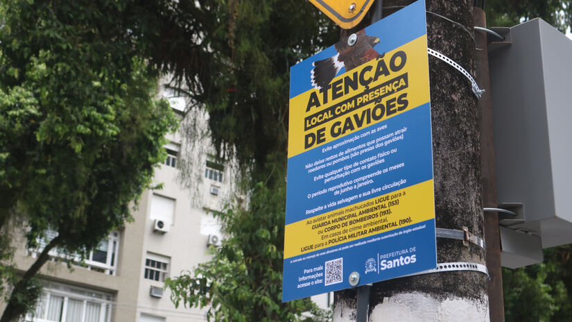 Após quase desaparecerem do estado, as aves se adaptaram ao ambiente urbano e hoje sobrevoam bairros movimentado/Divulgação