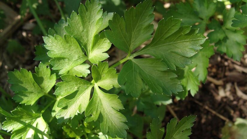 A segurança do edifício foi um dos pontos centrais da controvérsia / Pixabay