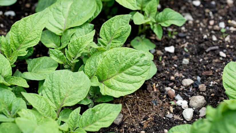 O episódio mostra como pequenos gestos podem ganhar proporções inesperadas / Pixabay