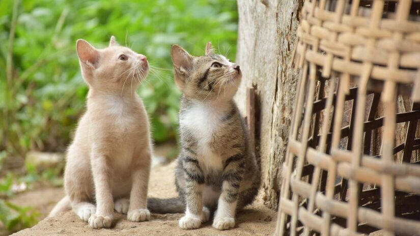 Comerciantes dizem que os animais ajudam no controle de roedores no local / Pixabay