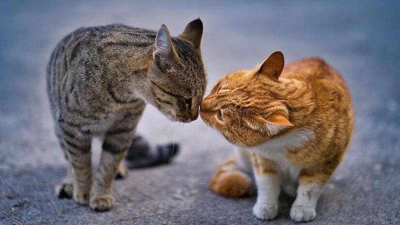 A "gangue" felina acabou se tornando símbolo informal da feira chilena / Pixabay