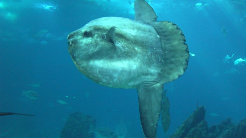 Costuma ser visto pr&oacute;ximo &agrave; superf&iacute;cie, aparentemente "tomando sol", comportamento que ajuda na regula&ccedil;&atilde;o t&eacute;rmica / Nol Aders/Wikimedia Commons