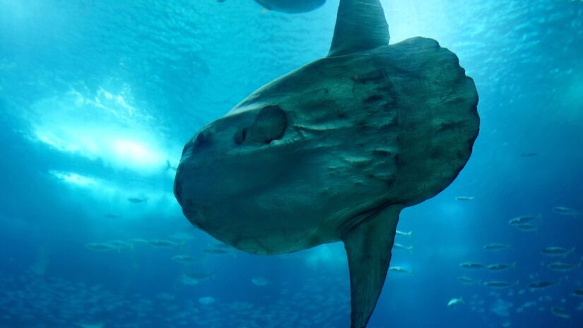 As f&ecirc;meas do peixe-lua podem produzir milh&otilde;es de ovos de uma s&oacute; vez, um dos maiores n&uacute;meros entre os vertebrados / Pixabay