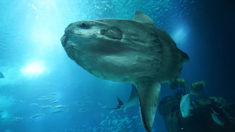 Mesmo gigante, &eacute; vulner&aacute;vel a predadores e &agrave; polui&ccedil;&atilde;o marinha, especialmente ao pl&aacute;stico confundido com alimento / Pixabay