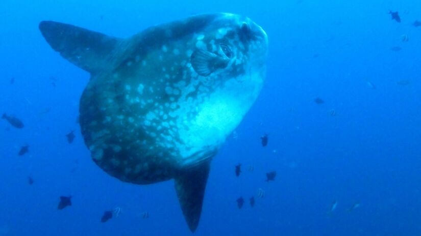 Seu corpo achatado e quase circular faz com que pare&ccedil;a "sem cauda", mas na verdade possui uma estrutura chamada clavus / Kai Squires/Wikimedia Commons