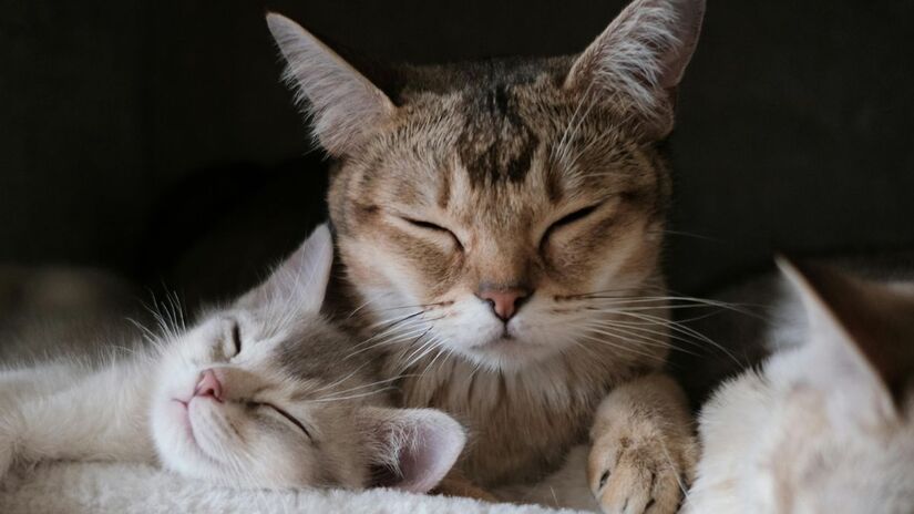O primeiro mapa genético detalhado do câncer em gatos domésticos revelou semelhanças impressionantes com as versões humanas da doença / Pexels