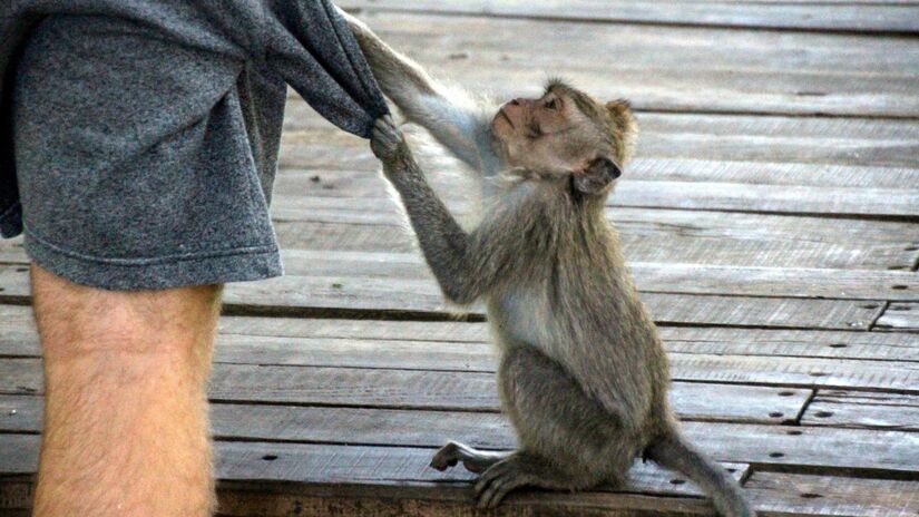 Algumas esp&eacute;cies resolvem problemas complexos por tentativa, erro e aprendizado / Pixabay