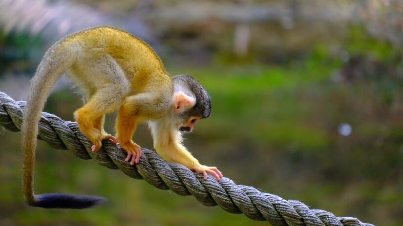 Macacos demonstram habilidade para usar ferramentas na busca por alimento / Pixabay