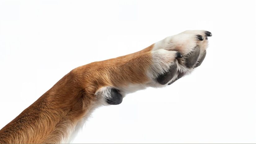 Logo após o nascimento, filhotes pressionam o ventre materno para estimular o leite  gesto que ajuda a moldar o uso da pata como ferramenta de sobrevivência e comunicação. Freepik