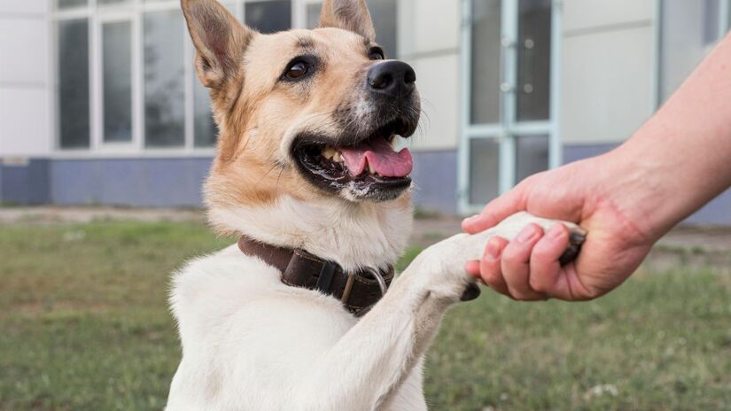 Diferente do gesto espontâneo, o "dar a pata" sob comando é um comportamento aprendido, associado ao treinamento e à recompensa. Freepik