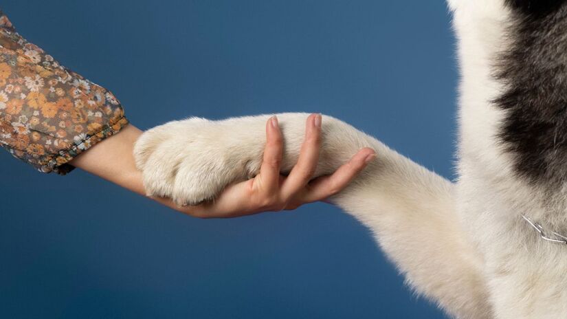 Apoiar a pata sob o tutor é uma estratégia comum para chamar atenção  um pedido silencioso que reforça o vínculo entre humano e animal. Freepik