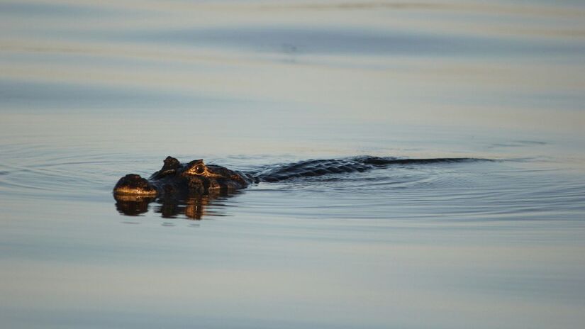 A maior planície alagável do mundo, o Pantanal abriga mais de 10 milhões de jacarés, formando uma das maiores concentrações do réptil no planeta. Unsplash/Juliana e Mariana Amorim