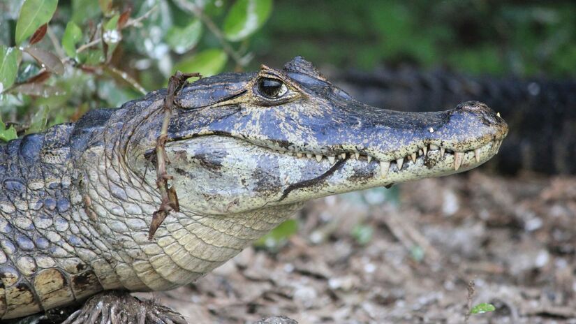 Mais ativos no período noturno, os jacarés intensificam a caça nas áreas alagadas  motivo pelo qual especialistas recomendam atenção redobrada aos turistas. Unsplash/Juliana e Mariana Amorim
