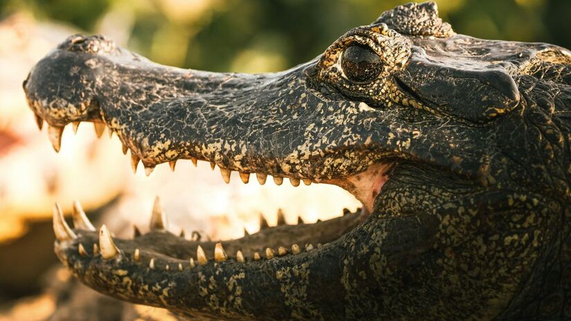 A abundância de peixes e o ciclo de cheias e secas criam o habitat ideal para a reprodução e sobrevivência dos jacarés no bioma. Unsplash/David Waite
