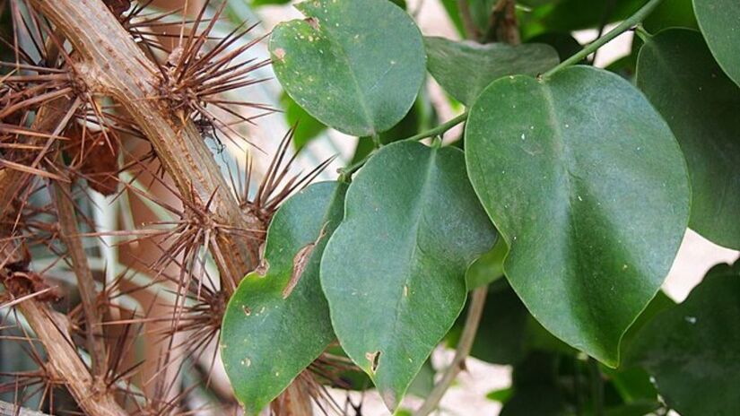 Consumida crua ou refogada, a planta pode ser adicionada a saladas, sopas e arroz, contribuindo para maior saciedade e melhor funcionamento intestinal. Wikimedia Commons/Agnieszka Kwiecień, Nova

