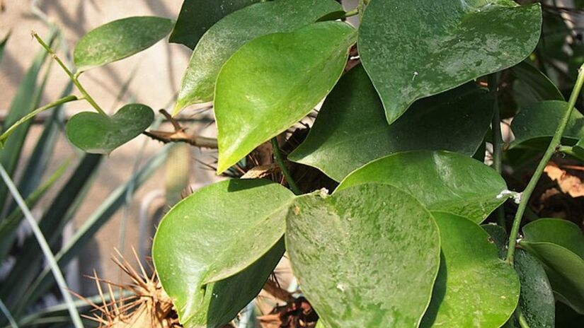 Rica em proteínas, fibras, ferro e vitaminas como A e B3, a ora-pro-nóbis é considerada uma planta comestível com diversos benefícios à saúde. Wikimedia Commons/Agnieszka Kwiecień, Nova

