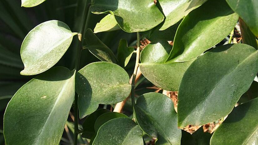 Para potencializar a absorção do ferro e auxiliar na prevenção da anemia, o consumo da ora-pro-nóbis pode ser combinado com alimentos ricos em vitamina C, como acerola e pimentão amarelo. Wikimedia Commons/Agnieszka Kwiecień, Nova

