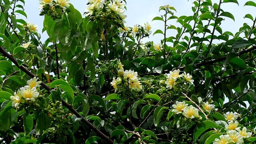 Frequentemente confundida com mato, a ora-pro-nóbis cresce com facilidade em muros e cercas e é conhecida popularmente como 'carne dos pobres'. Wikimedia Commons/Kauderwelsch

