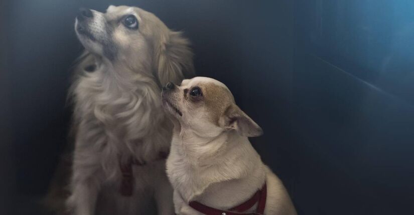 O Senado aprovou a chamada Lei Joca, que autoriza o transporte de c&atilde;es e gatos de at&eacute; 50 quilos na cabine das aeronaves em voos dom&eacute;sticos/Pixabay