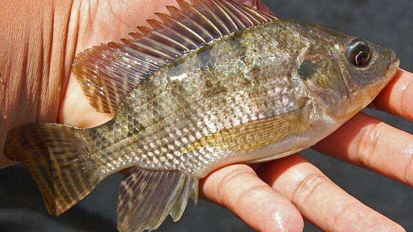 Bactérias como Aeromonas hydrophila e Flavobacterium columnare podem estar presentes na espécie, elevando o risco de infecções. Wikimedia Commons/W.A. Djatmiko (Wie146)

