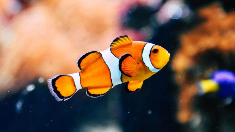 Estudos divulgados pelo AIP apontam que o aquecimento das águas está relacionado à redução do tamanho corporal de cerca de 74 espécies analisadas. Unsplash/Rachel Hisko
