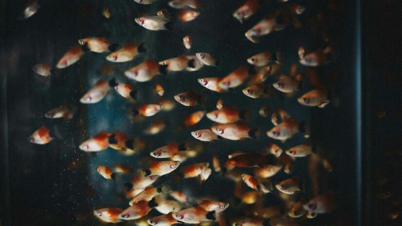 Diante das águas mais quentes e pobres em oxigênio, espécies podem migrar para regiões mais frias, alterando ecossistemas e rotas tradicionais de pesca. Unsplash/Frederica Diamanta
