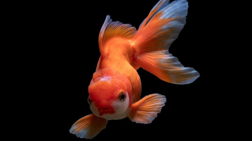 Cerca de 90% das espécies marinhas são ovíparas: Peixes menores produzem menos ovos, o que pode afetar a reposição natural dos estoques pesqueiros. Unsplash/zhengtao tang
