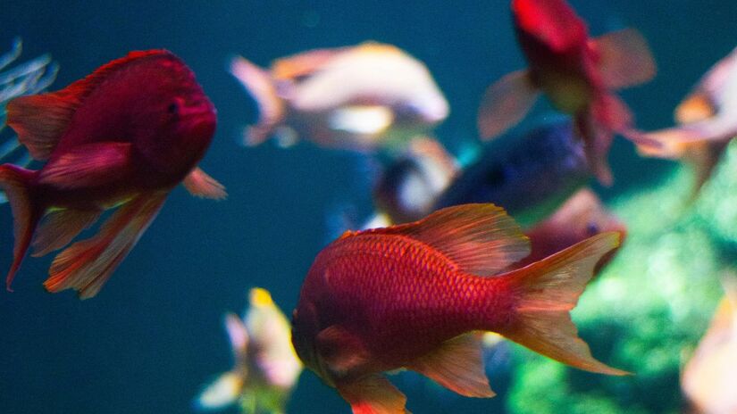 Com o aquecimento global, os oceanos perdem oxigênio  fator essencial para o desenvolvimento dos peixes, especialmente os de maior porte. Unsplash/Léa Deleligne
