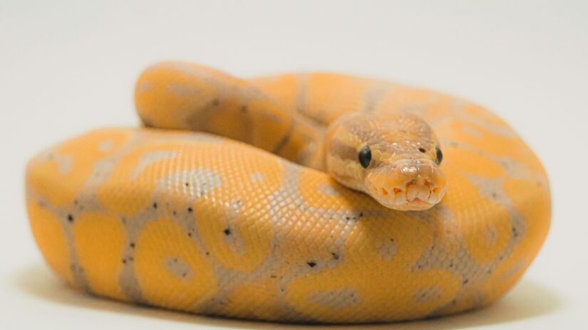 A ecdise elimina parasitas, células mortas e contribui para a cicatrização de lesões, fortalecendo a saúde do réptil. Unsplash/Timothy Dykes
