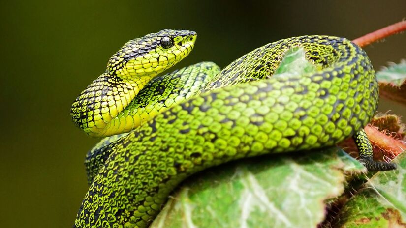 As cobras realizam o processo de troca de pele, conhecido como ecdise  mecanismo essencial para o crescimento e a renovação dos tecidos. Unsplash/Alfonso Castro
