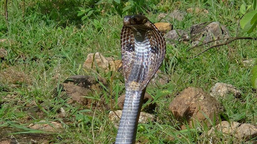 Com a visão já restabelecida, a cobra esfrega a cabeça em pedras e galhos para iniciar a descamação e liberar a camada antiga. Unsplash/Praveen Kumar
