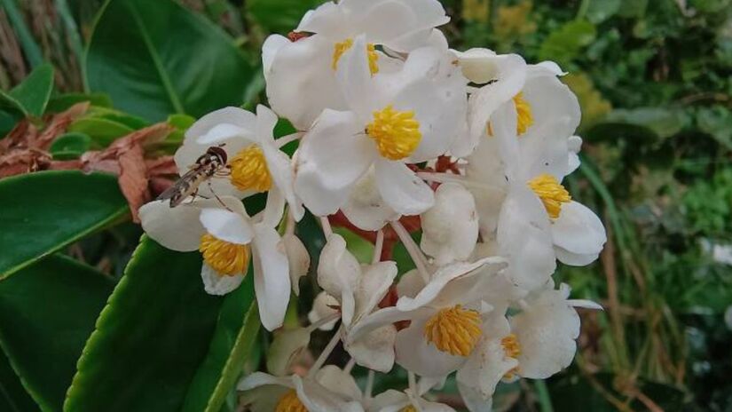 Mais que uma flor rara, um laboratório vivo. A planta redescoberta após um século em São Paulo possui raízes robustas e adaptações únicas à escassez de água/Divulgação