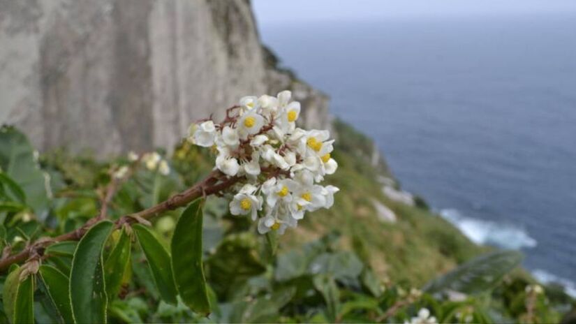 Após décadas de buscas, um único exemplar sem flores foi avistado em uma área remota da Ilha de Alcatrazes/Divulgação